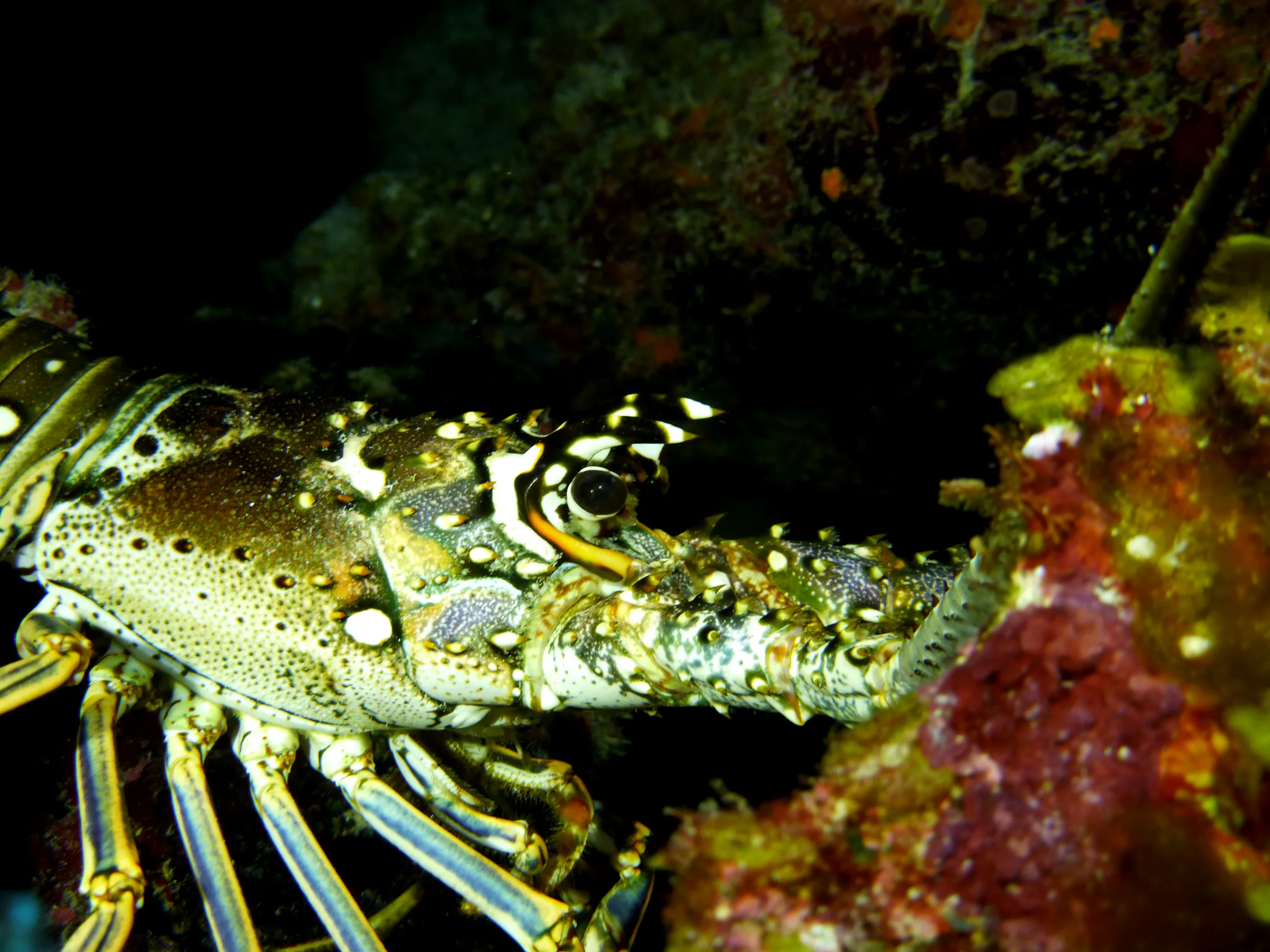 Spiny Lobster, Belize, 2017