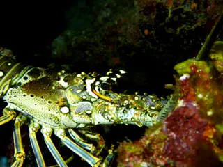 Underwater photograph by Joel Bergsma