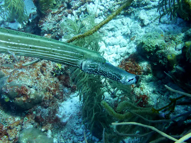 Underwater photograph by Joel Bergsma