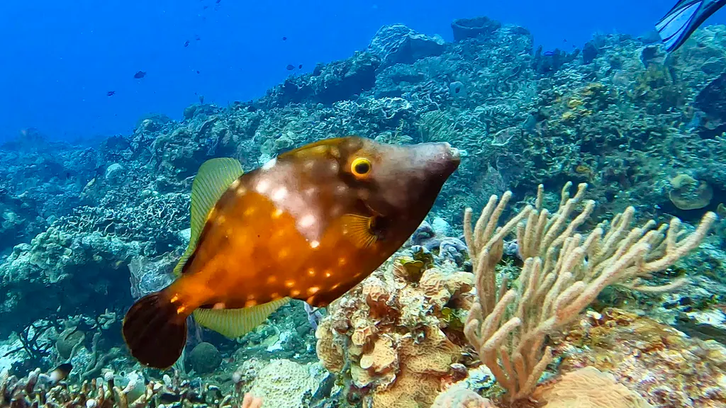 Underwater photograph by Joel Bergsma