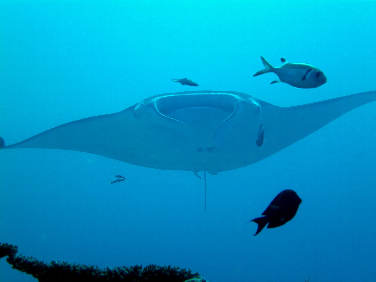 Manta Ray