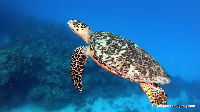 Underwater photograph by Joel Bergsma