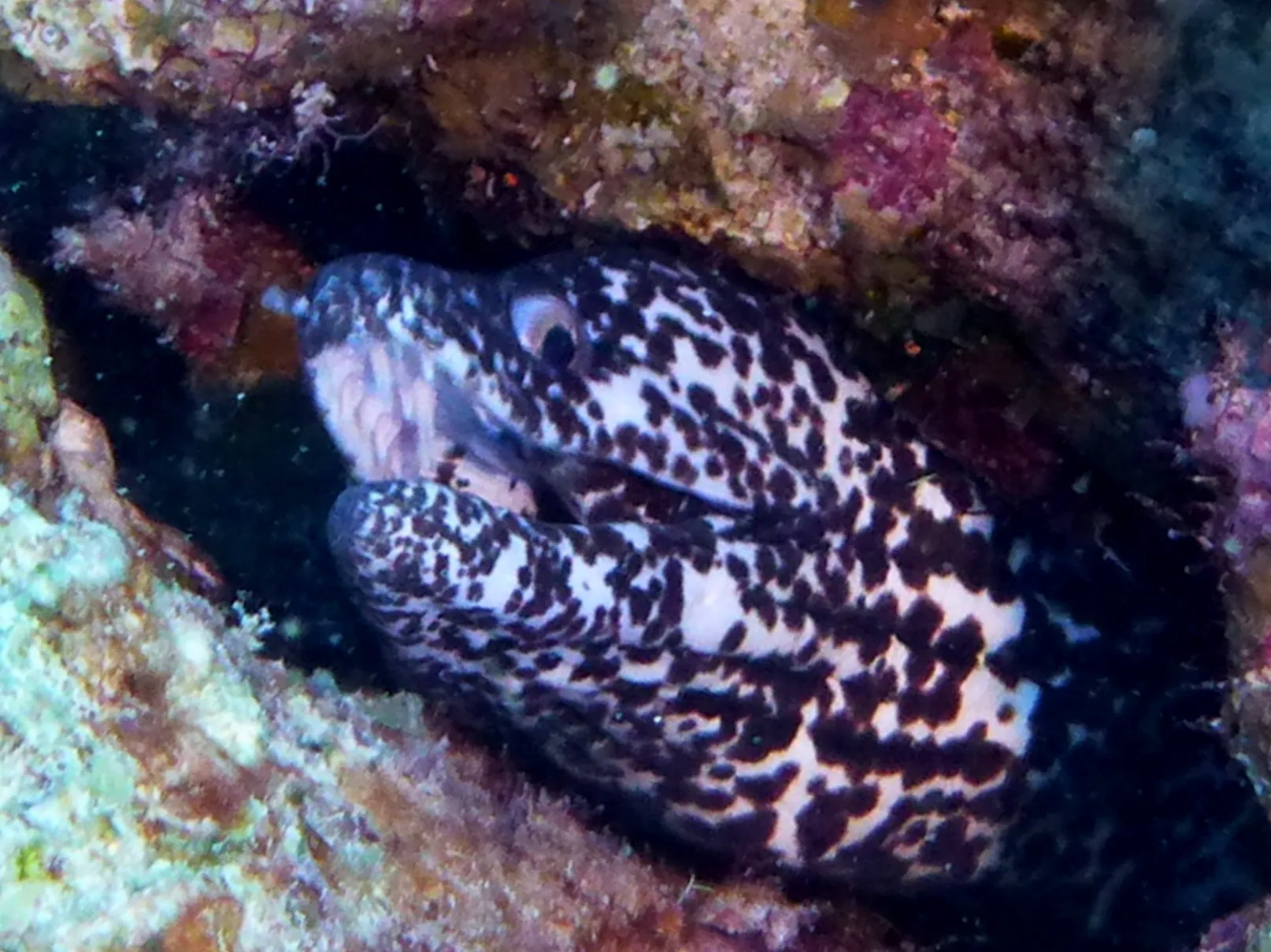 Spotted Moray Eel, Bonaire, 2013