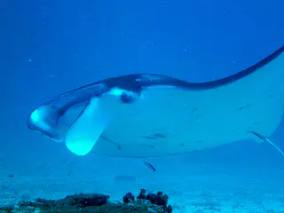 Manta Ray