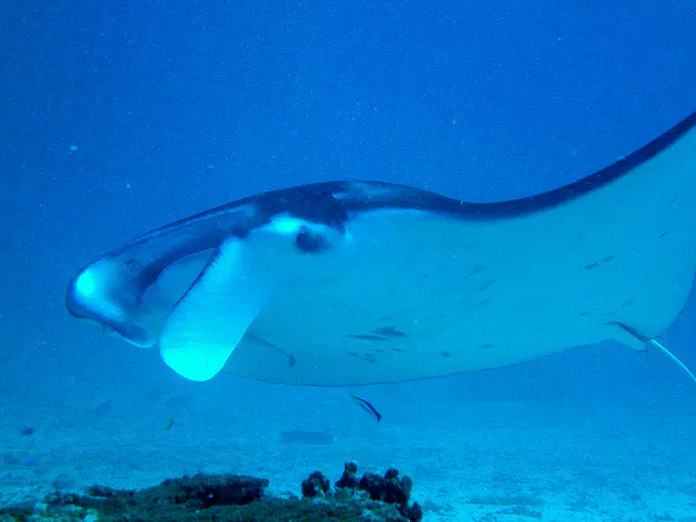 Manta Ray