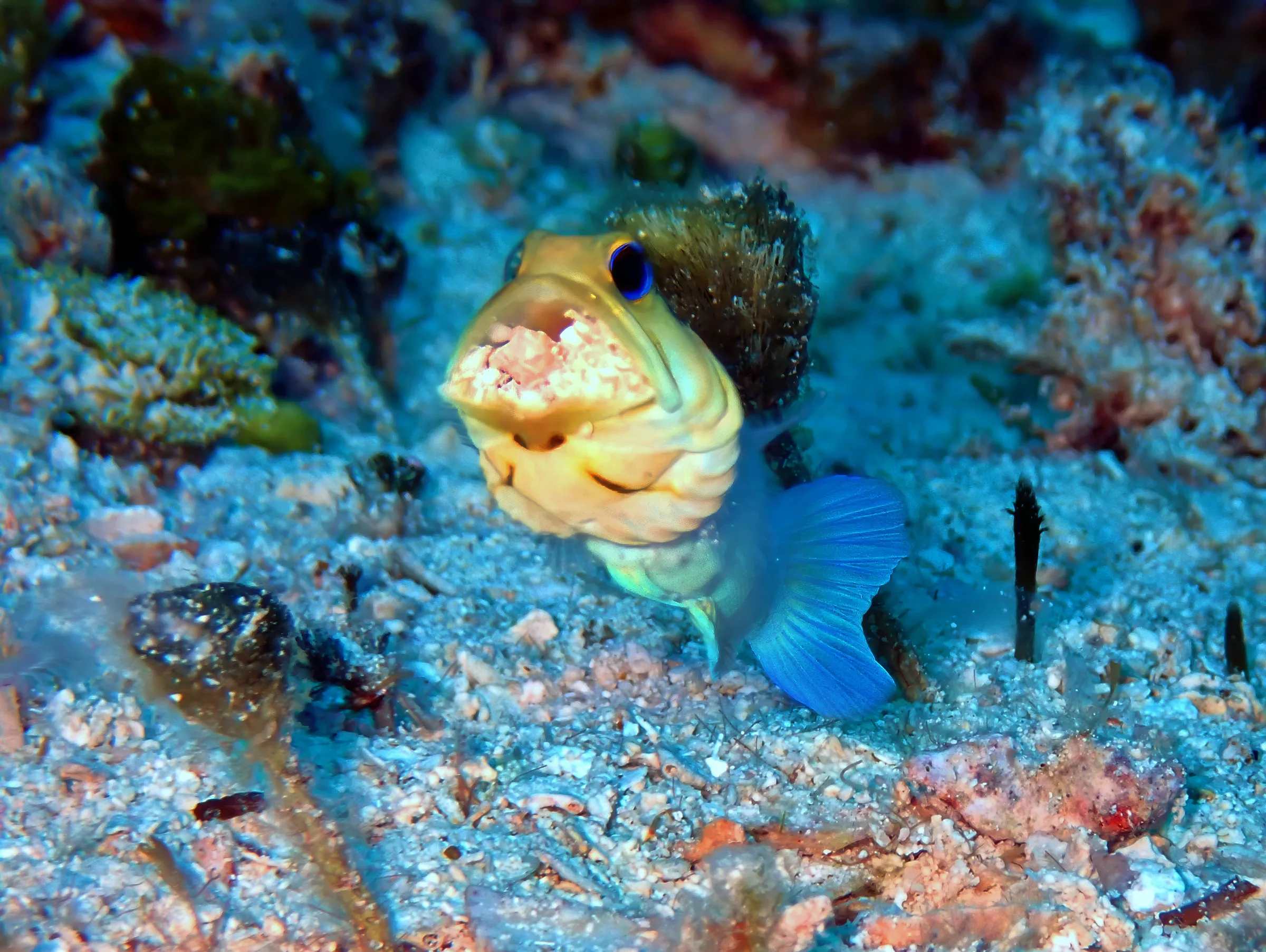 Cozumel underwater photograph, 2024