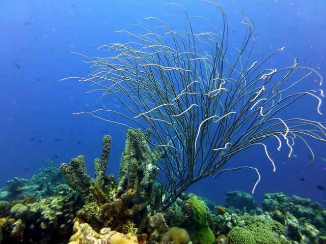 Underwater photograph by Joel Bergsma