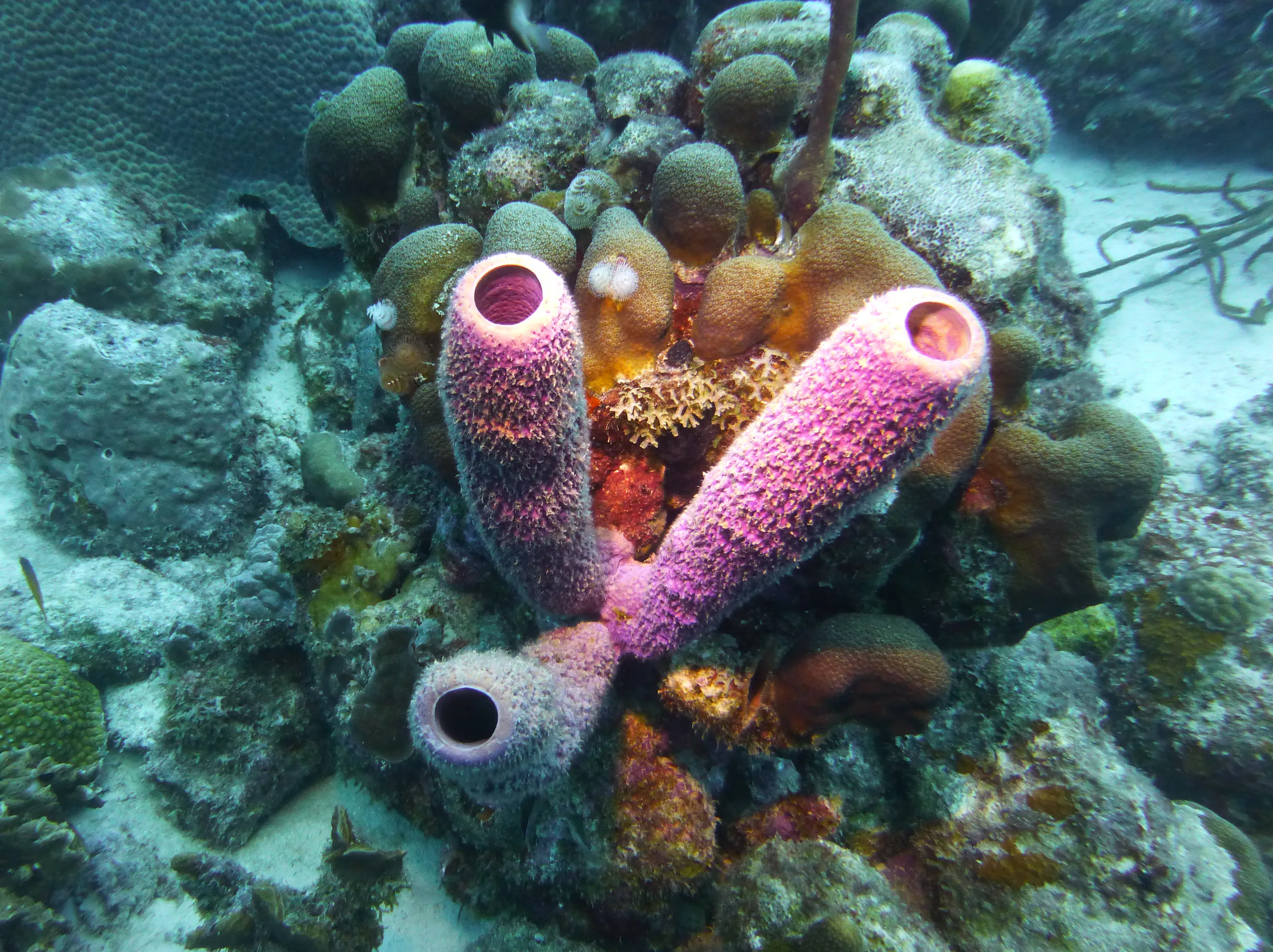 Bonaire underwater photograph, 2013