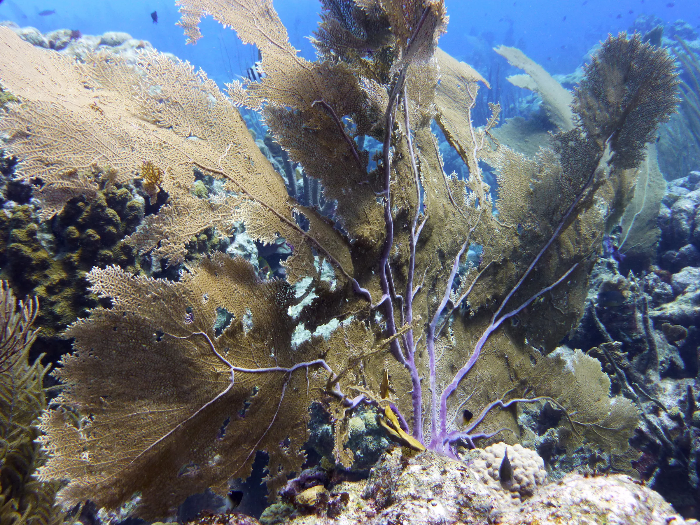 Fan Coral, Bonaire, 2013