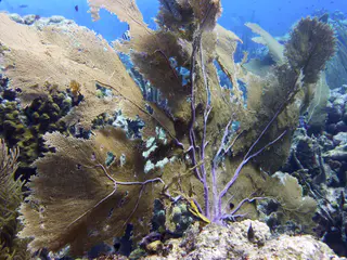 Underwater photograph by Joel Bergsma