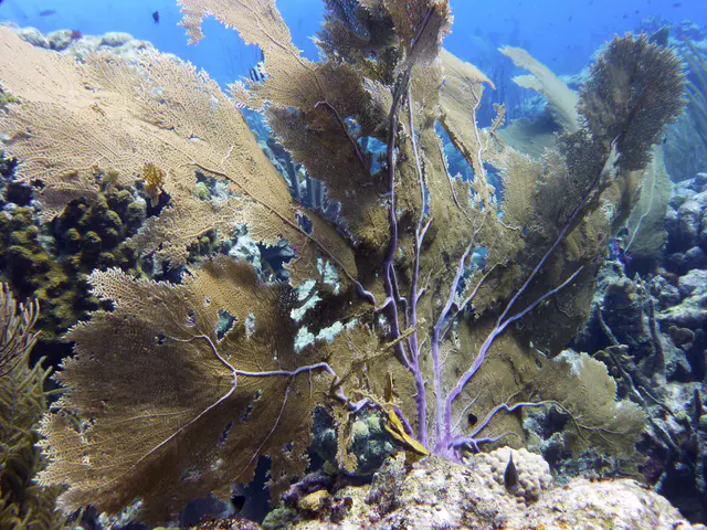 Underwater photograph by Joel Bergsma