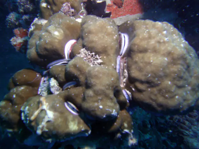 Clams boring into their hard coral home on the wreck's main deck.