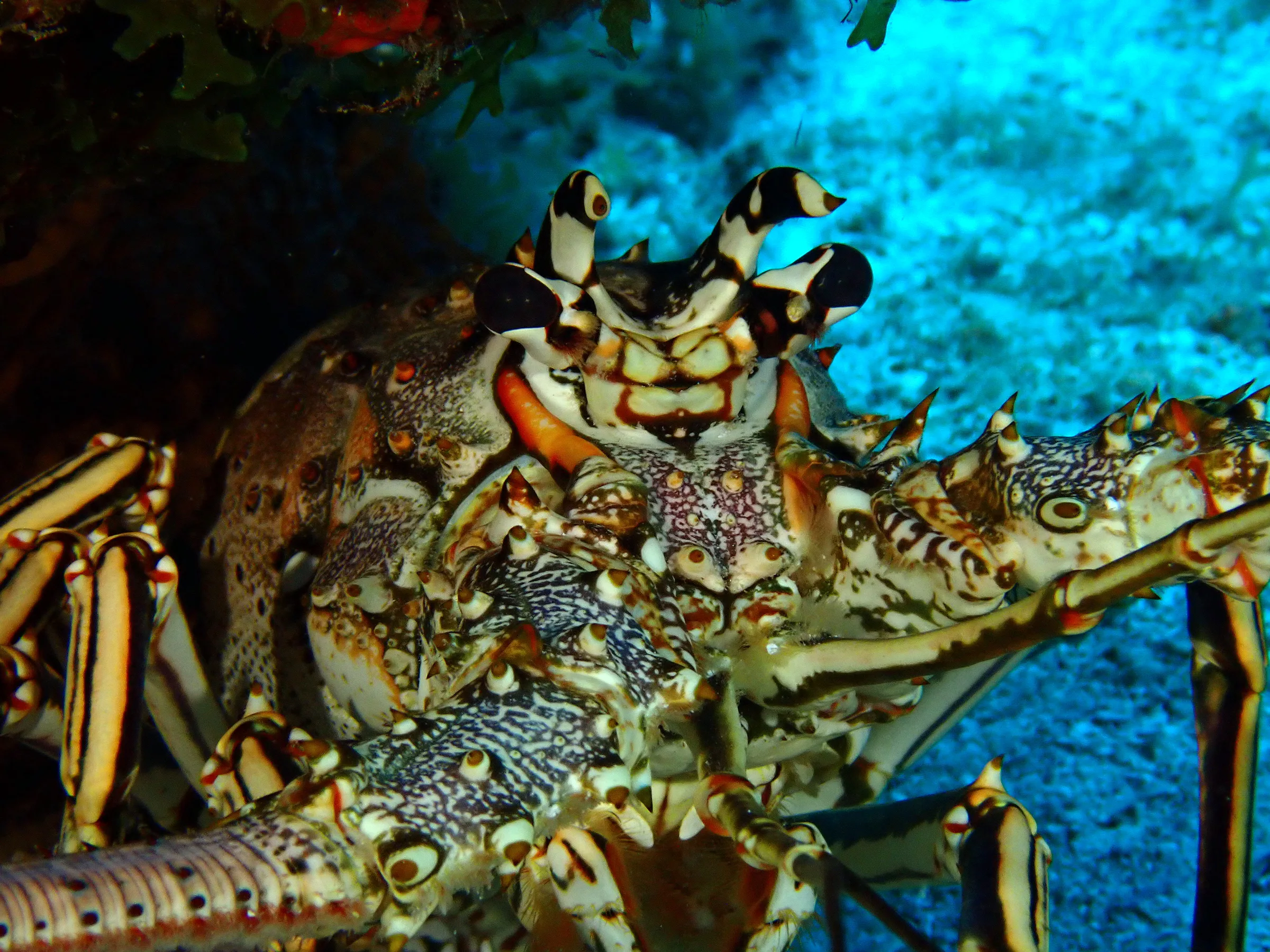 Cozumel underwater photograph, 2023