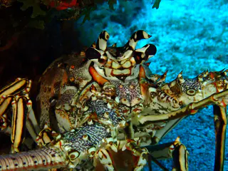 Underwater photograph by Joel Bergsma