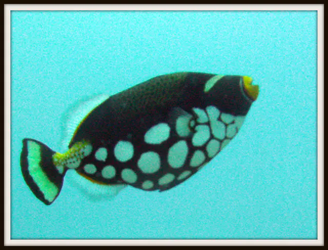 Clown Triggerfish.   See Gerald Allen, et al, Reef Fish Identification - Tropical Pacific (2003) at page 404.