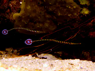 Ringed Pipefish.  Gerald Allen, et al, Reef Fish Identification - Tropical Pacific (2003), page 429. "Red tail with white margin and central white spot."