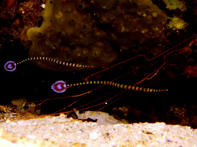 Ringed Pipefish.  Gerald Allen, et al, Reef Fish Identification - Tropical Pacific (2003), page 429. "Red tail with white margin and central white spot."