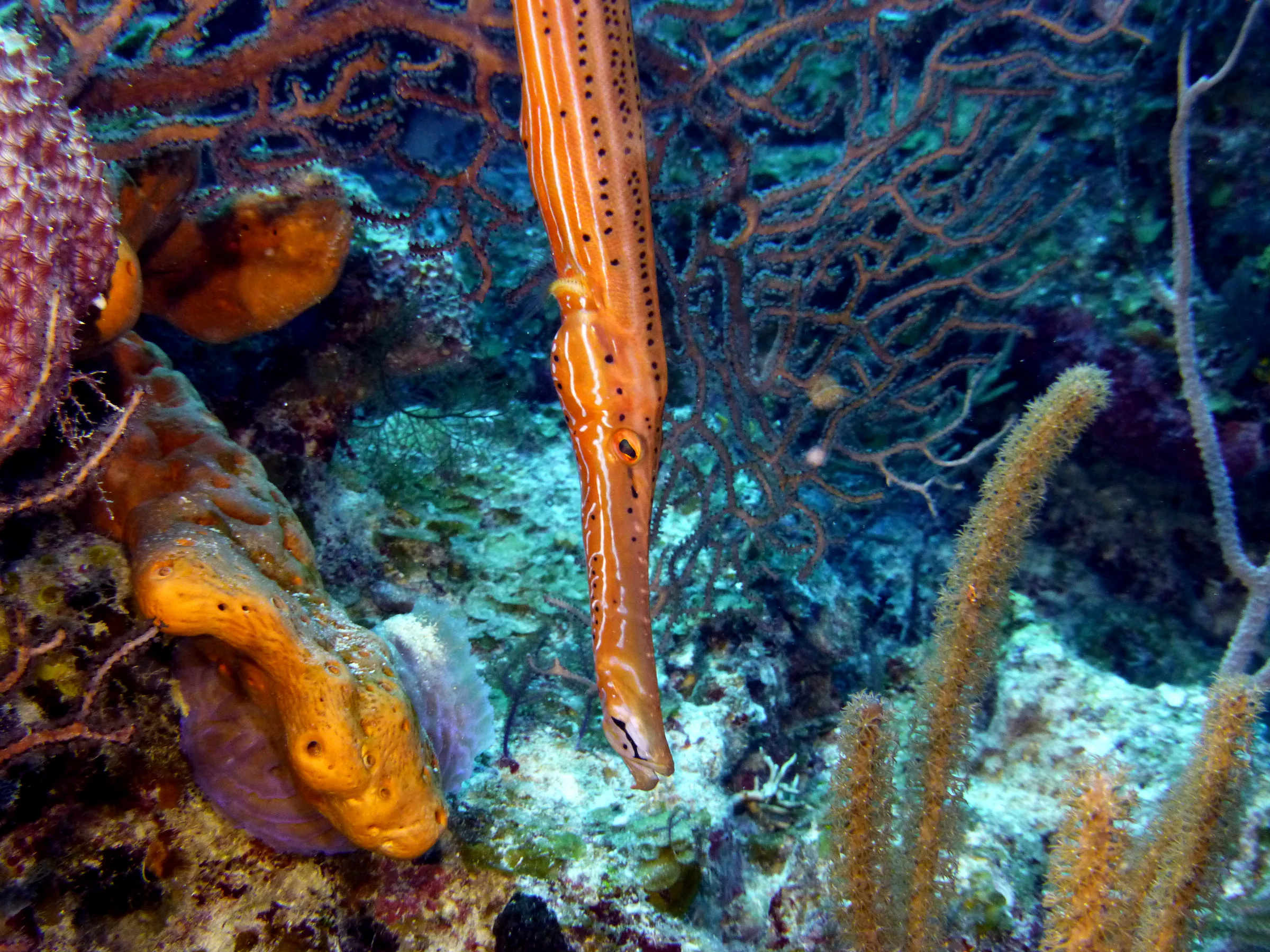 Trumpetfish, Belize, 2017