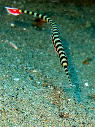 Underwater photograph by Joel Bergsma