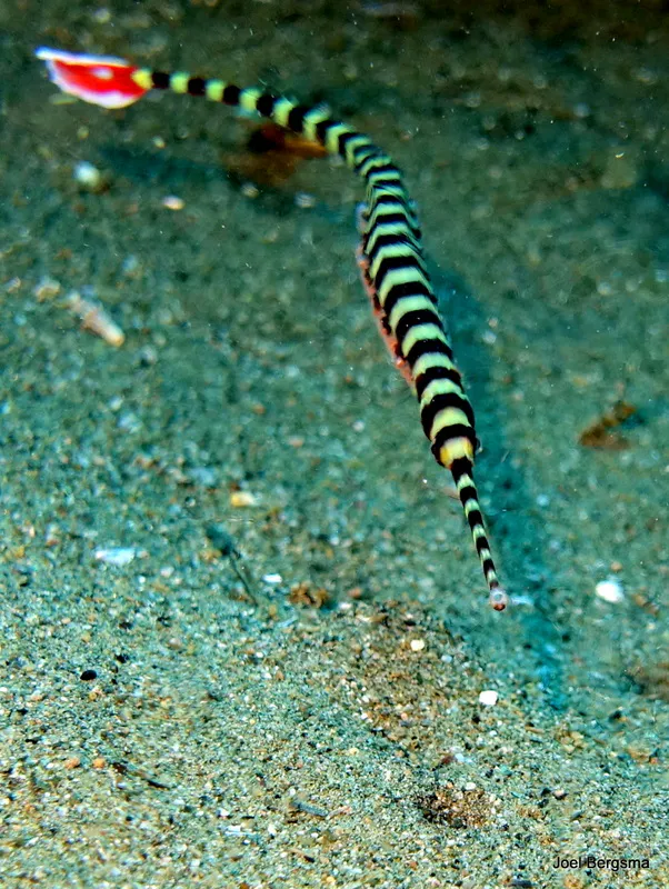Underwater photograph by Joel Bergsma