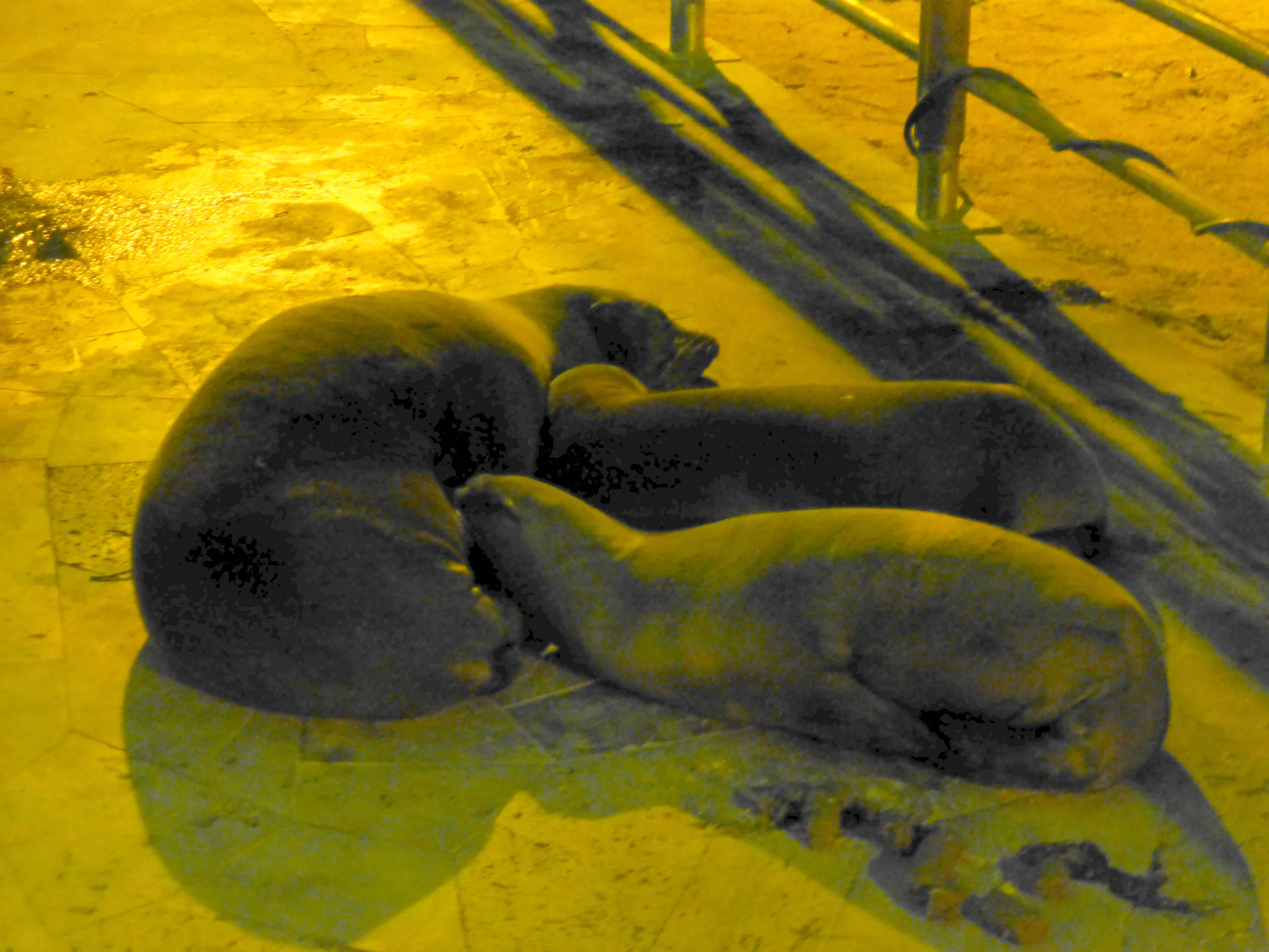 A Sea Lion and her two pups - Puerto Baquerizo Moreno, San Cristobal Island.