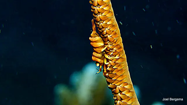 Underwater photograph by Joel Bergsma