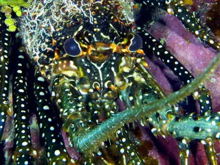 Underwater photograph by Joel Bergsma