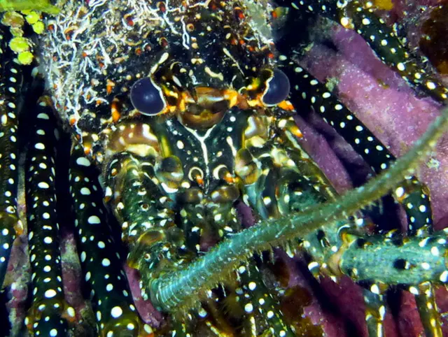 Underwater photograph by Joel Bergsma