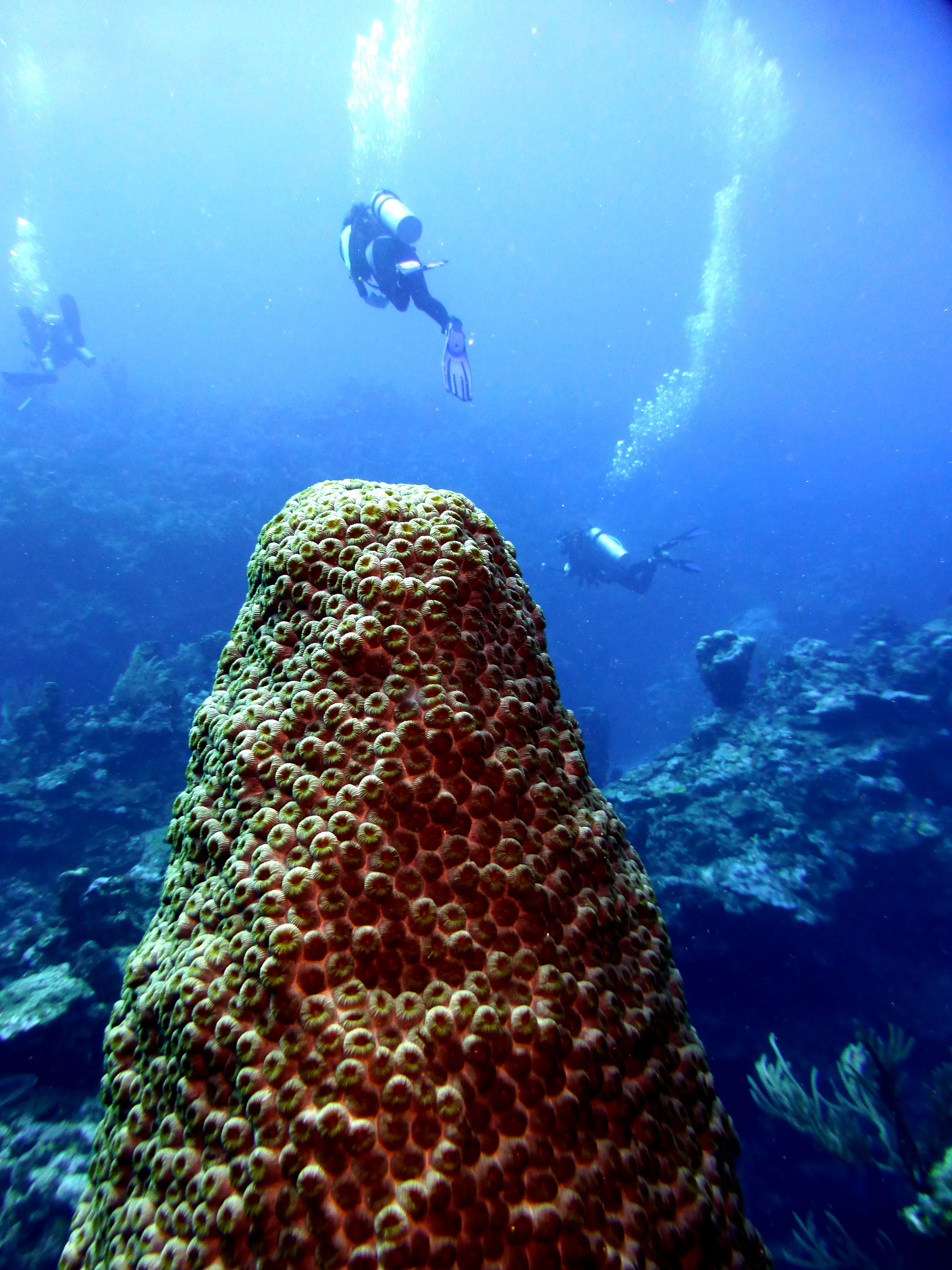 Belize underwater photograph, 2017