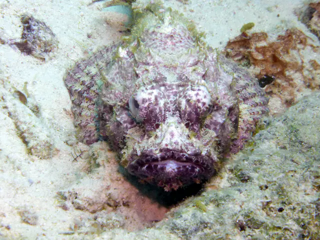 Underwater photograph by Joel Bergsma