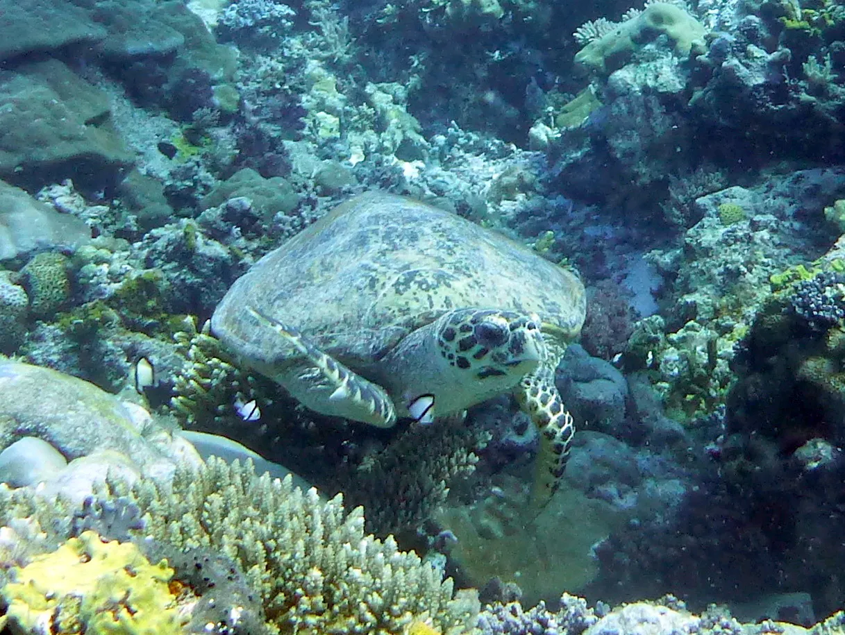 Hawksbill Turtle, Palau, 2013