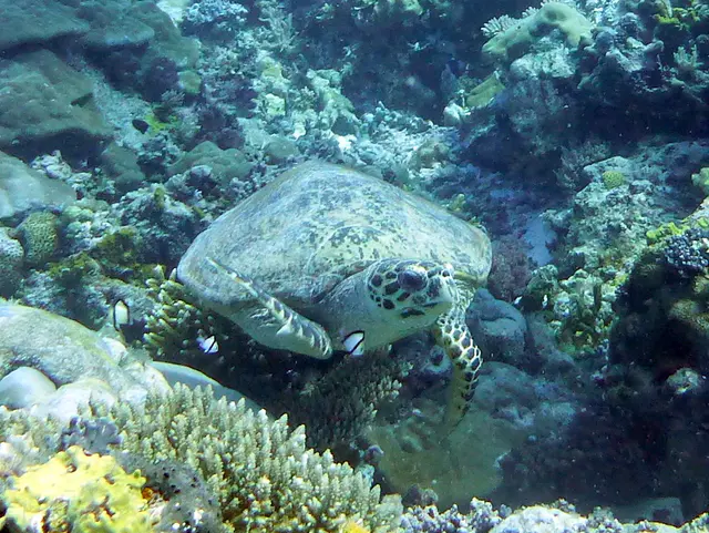 Underwater photograph by Joel Bergsma