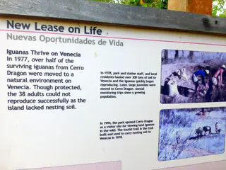 Story of the recovery of the land iguanas.