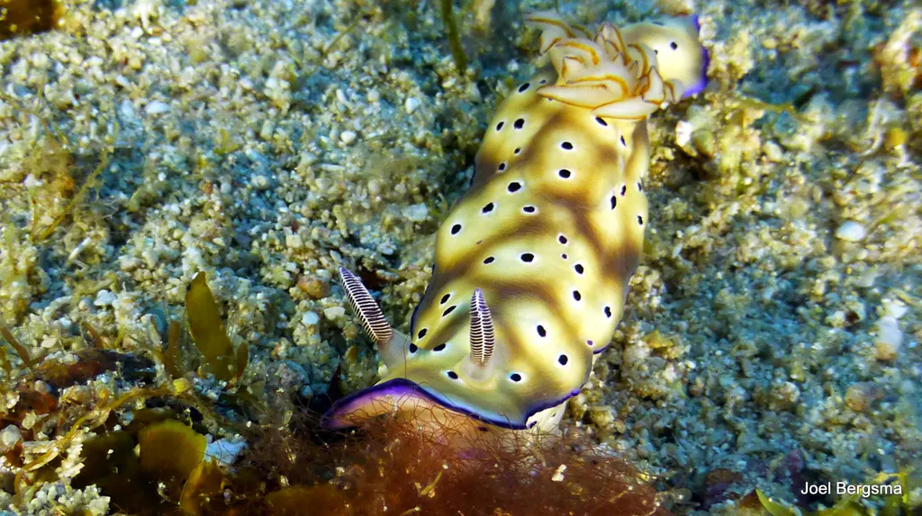 Underwater photograph by Joel Bergsma