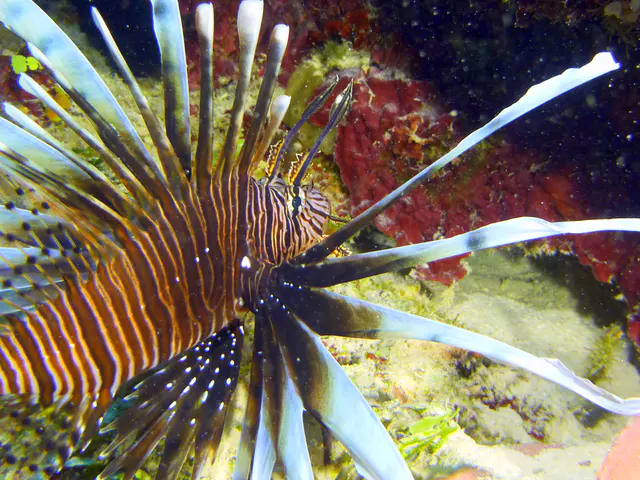 Underwater photograph by Joel Bergsma