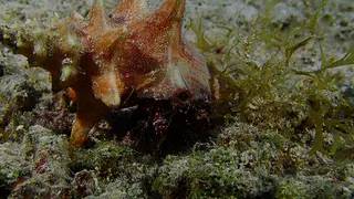 Underwater photograph by Joel Bergsma