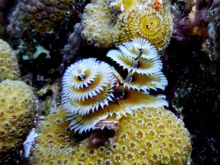 Underwater photograph by Joel Bergsma