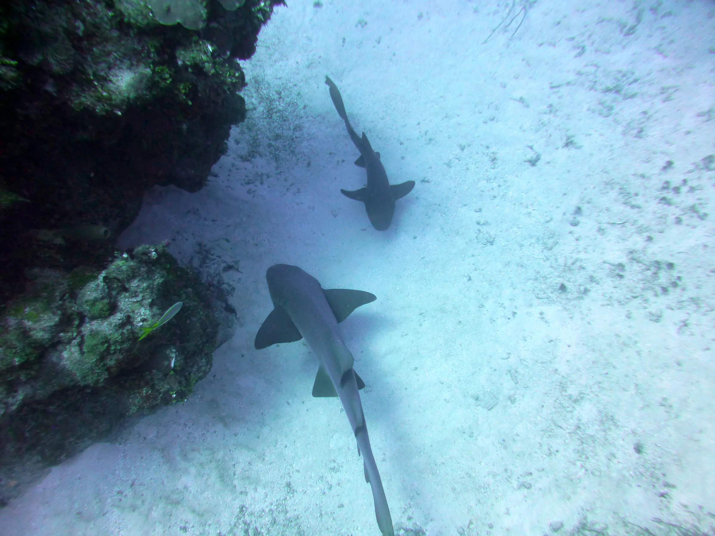 Nurse Shark, Belize, 2017