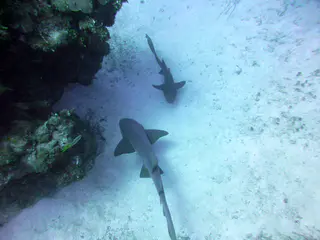Underwater photograph by Joel Bergsma