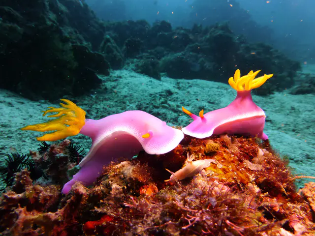 Underwater photograph by Joel Bergsma