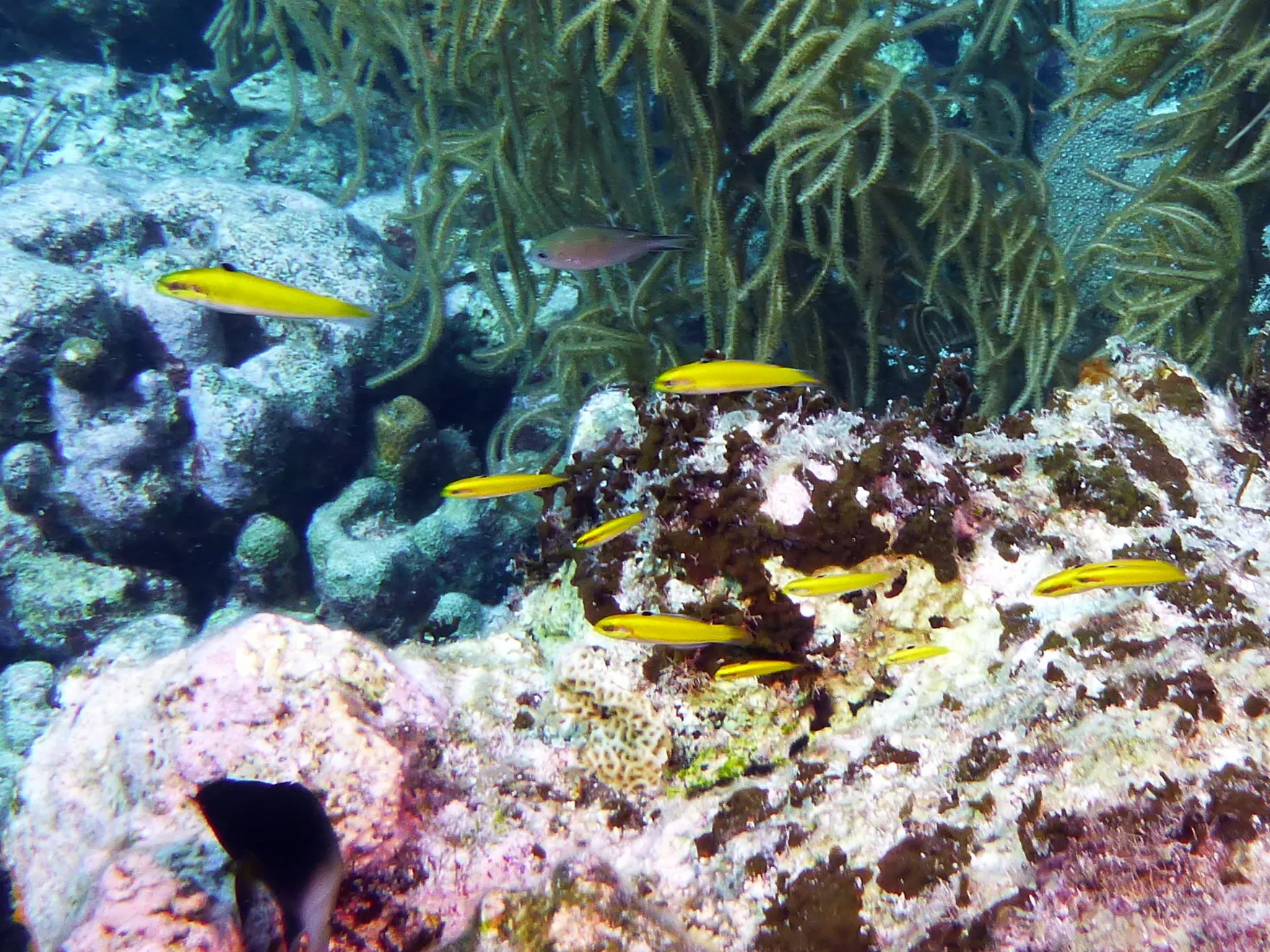 Bonaire underwater photograph, 2013