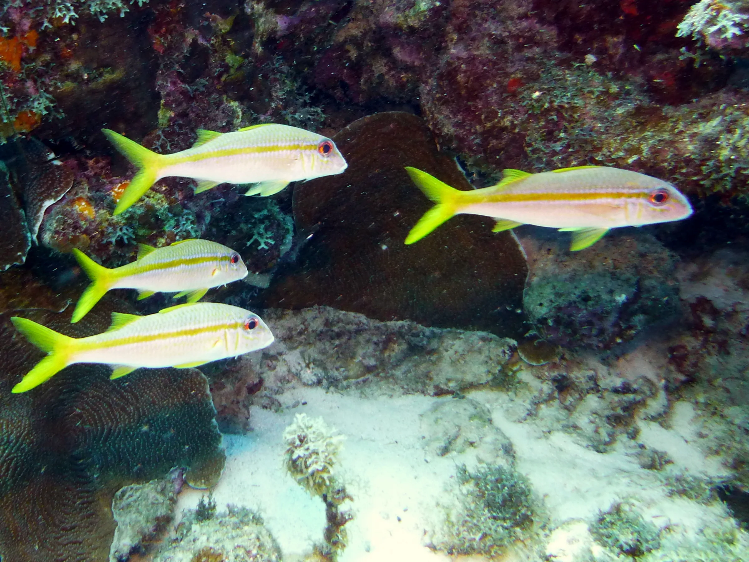 Grunt, Bonaire, 2013