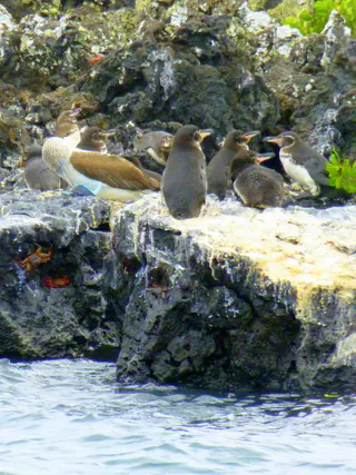 Blue Footed Booby & Tropical Penguins