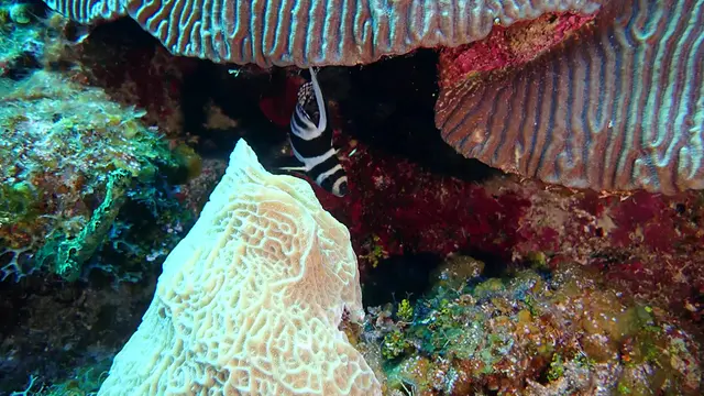 Spotted Drumfish