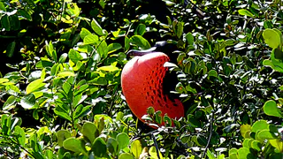 Gular Sac display by a Frigate Bird during nesting season.