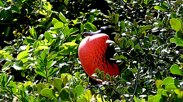 Gular Sac display by a Frigate Bird during nesting season.