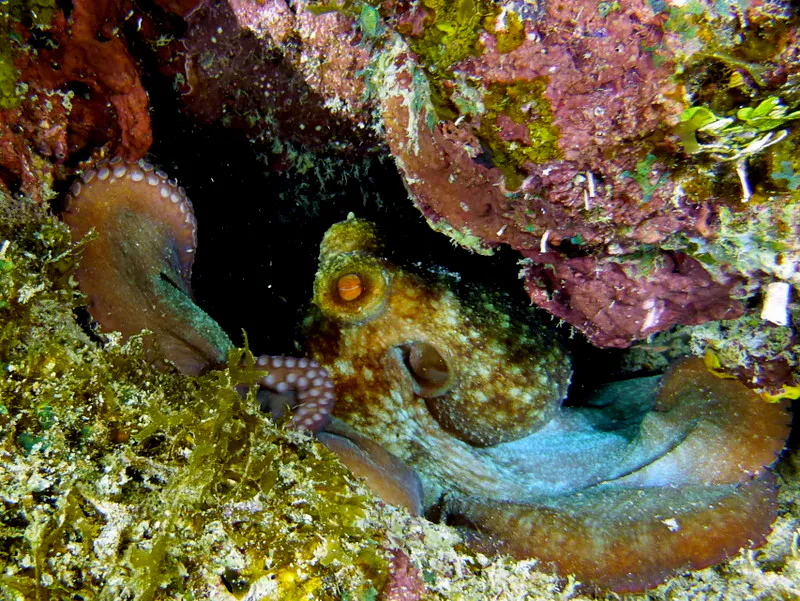 Octopus, Cayman Islands, 2014