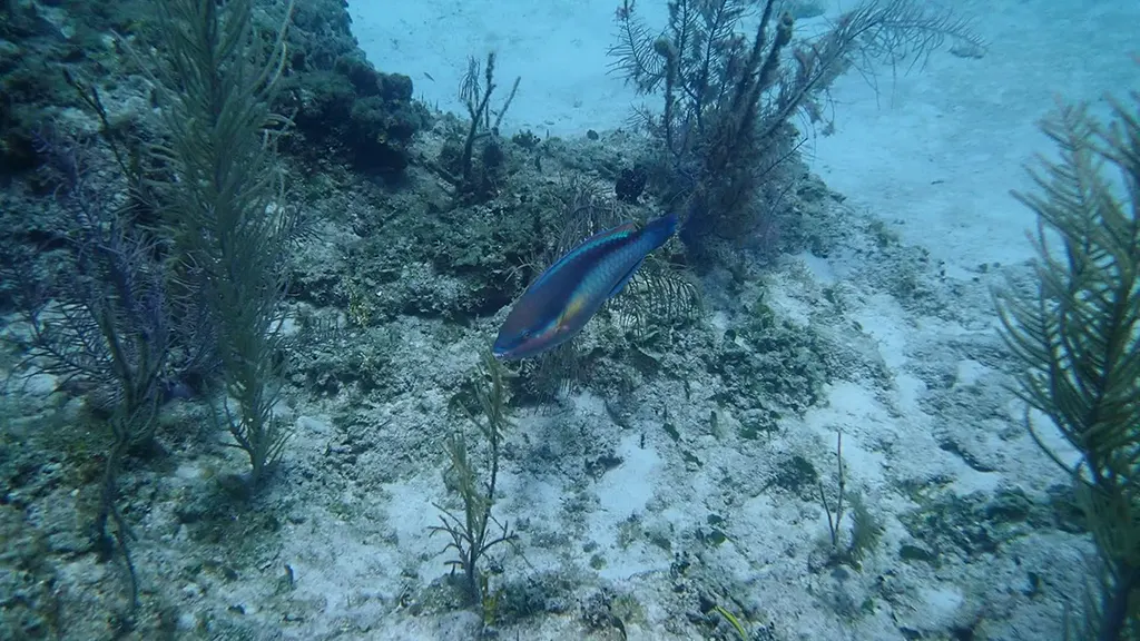 Stoplight Parrotfish