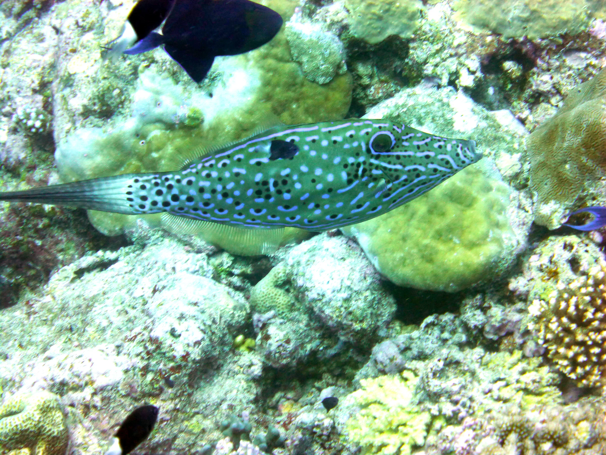 Scrawled Filefish, Palau, 2013