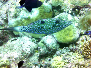 Underwater photograph by Joel Bergsma
